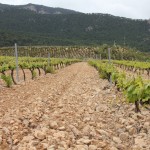 vignoble de jumilla