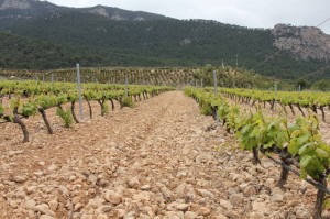 vignoble de jumilla